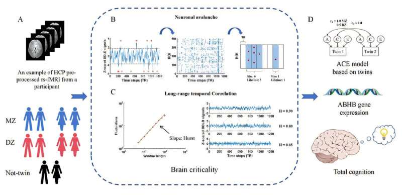 New study reveals genetic link between brain criticality and human cognition