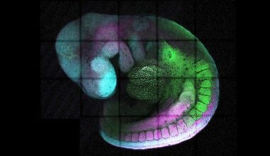 Genetic Tuner Controls Diverse Cell Types in Embryos
