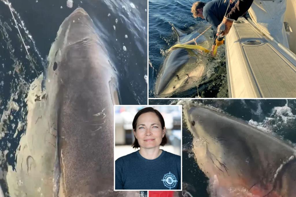 Scientist tracking biggest great white shark ever Contender reveals how to escape encounter