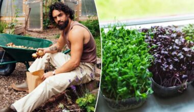 3 healthy foods you can grow at home — even without a yard