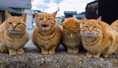 The answer to a cat's loud meow might be buried in its genes