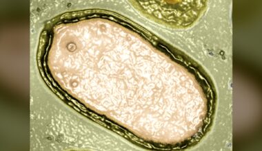 Hundreds of Mysterious Giant Viruses Discovered Lurking in The Ocean : ScienceAlert