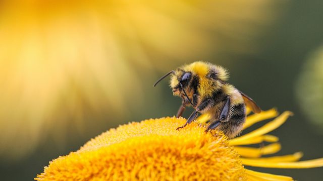 How Gene Conflict Determines Honey Bee Fate: Queen vs Worker