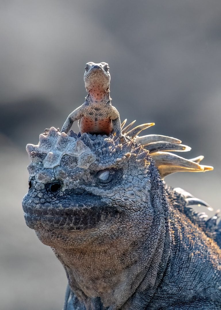 comedy wildlife photography 2025 best so far