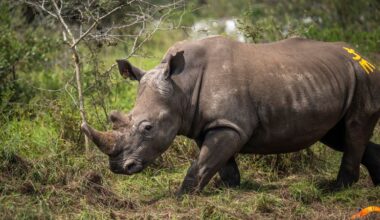 70 rhinos reared at controversial South African breeding farm set free in Rwanda