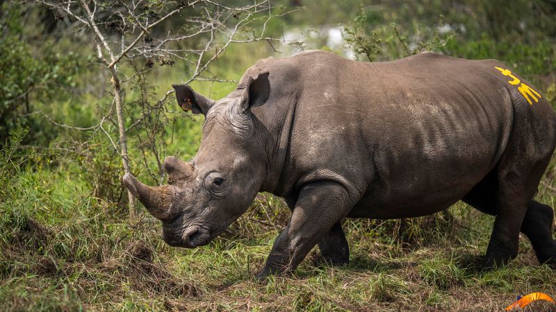 70 rhinos reared at controversial South African breeding farm set free in Rwanda