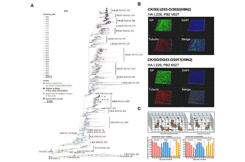 Researchers uncover genetic keys to the increasing threat of H9N2 avian influenza