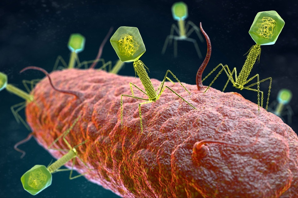 Helping bring phage medicines to UK patients – guidance for industry
