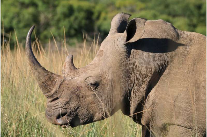 Saturday Citations: Reality vs. imagination; rhinos vs. poachers; mathematics vs. the Big Bang