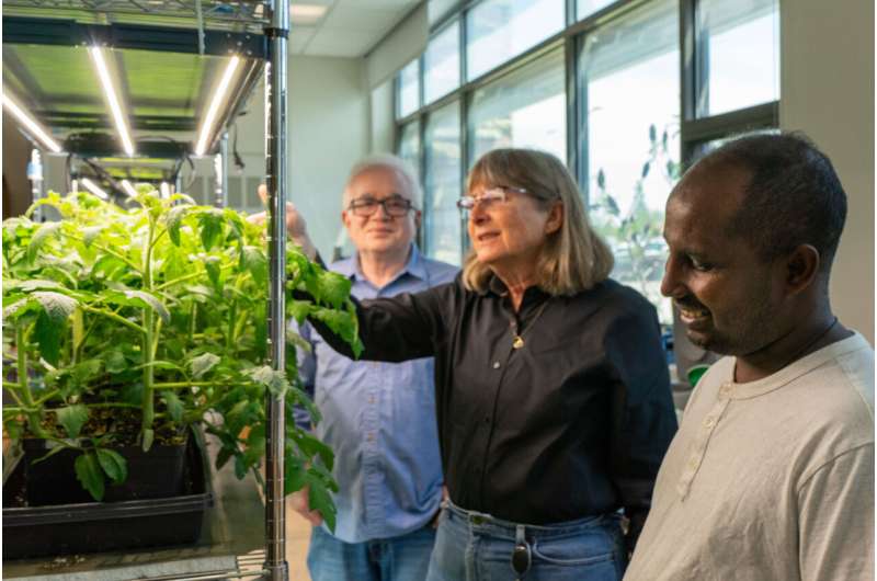 Scientists build first genetic "toggle switch" for plants, paving the way for smarter farming