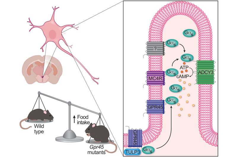 Scientists link another gene to obesity