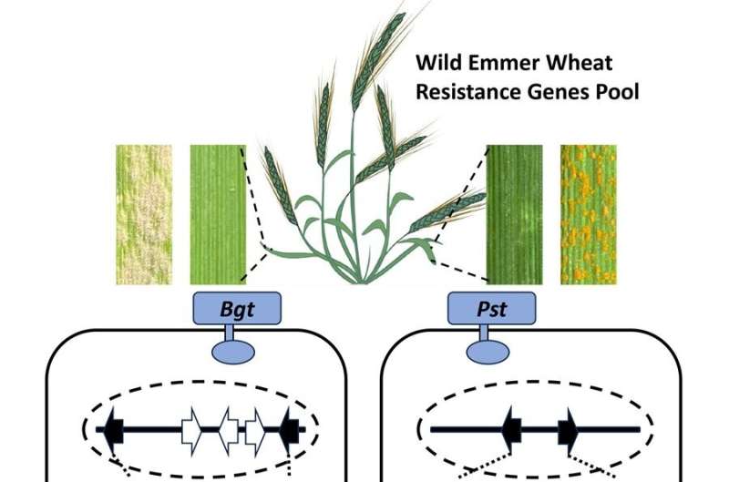 Scientists reveal gene pairs conferring resistance to wheat diseases