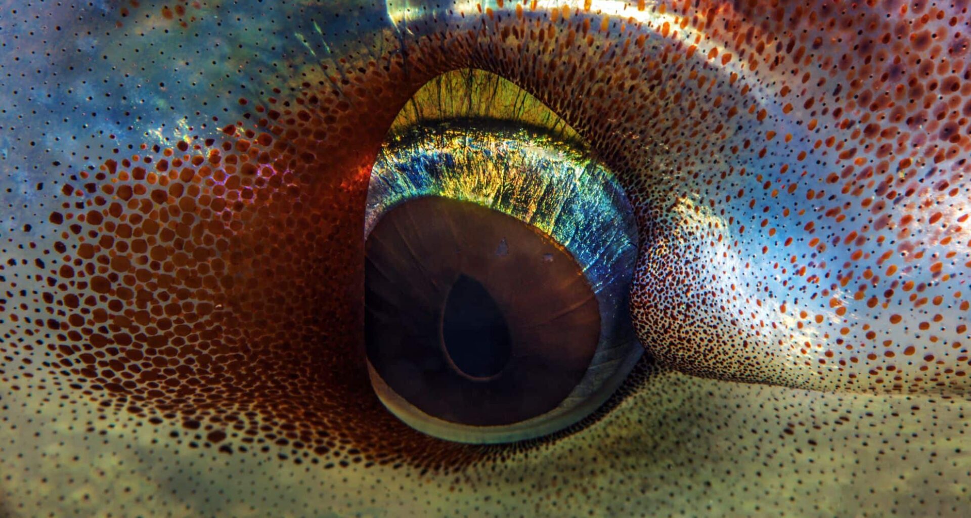 Scientists Uncover Ancient Apex Predators That Dominated The Oceans 100 Million Years Ago