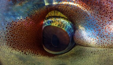Scientists Uncover Ancient Apex Predators That Dominated The Oceans 100 Million Years Ago