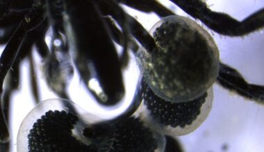 New Discovery of Deep Sea 'Spiders' Is Unlike Anything We've Seen Before : ScienceAlert