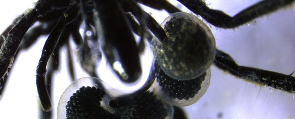 New Discovery of Deep Sea 'Spiders' Is Unlike Anything We've Seen Before : ScienceAlert