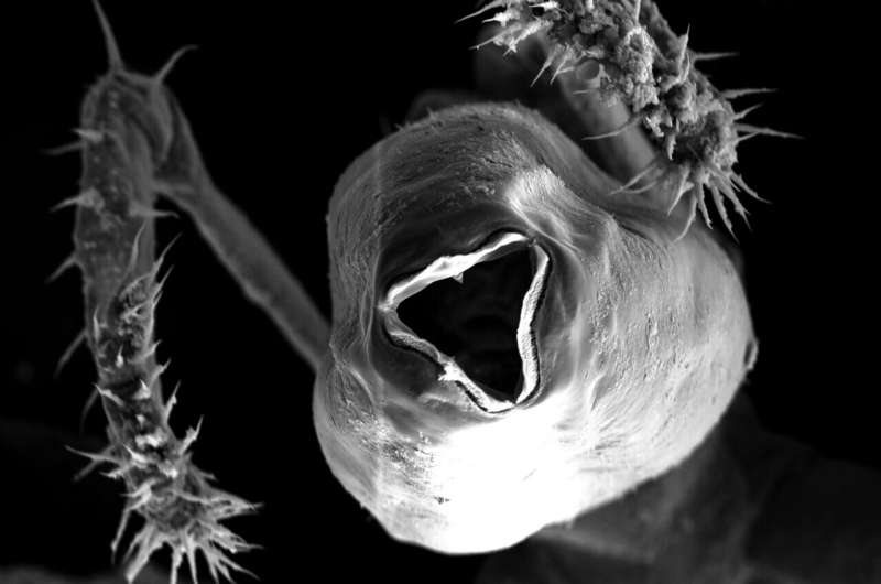 Sea spiders found farming methane-eating microbes in cultivated biofilm