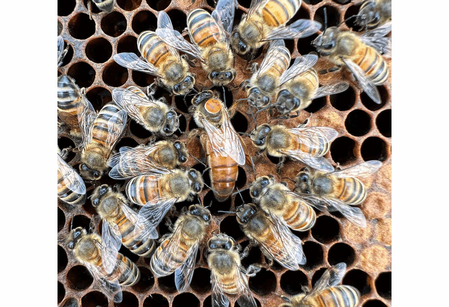 How Genetic Tug-of-war Decides Fate Of Honey Bee