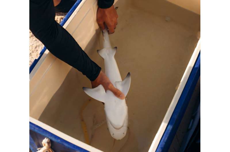 Sharks freeze when you turn them upside down—and there's no good reason why