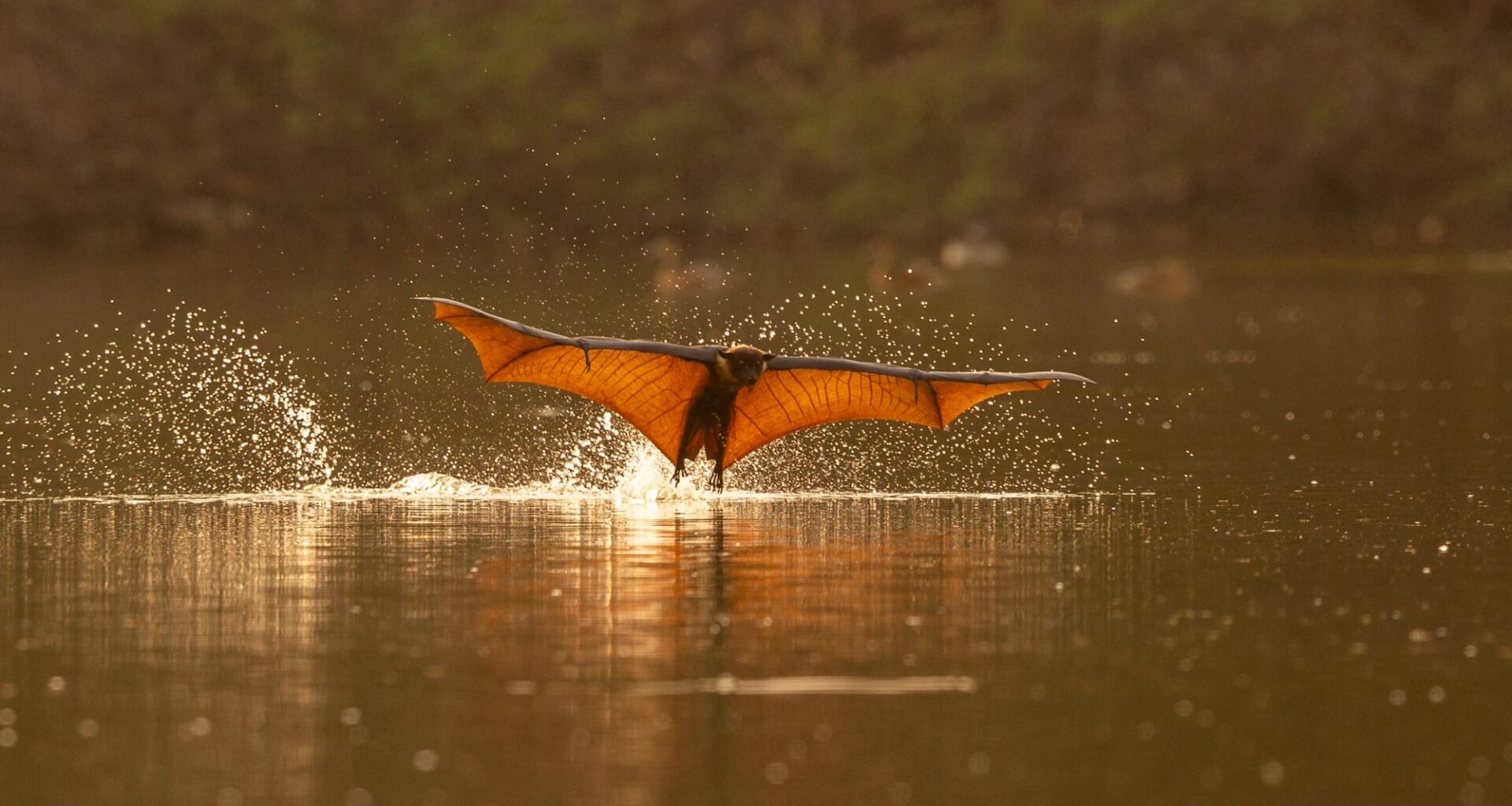 a fruit bat skims the surface of water with wings outstretched