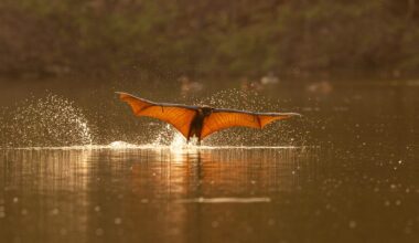 a fruit bat skims the surface of water with wings outstretched