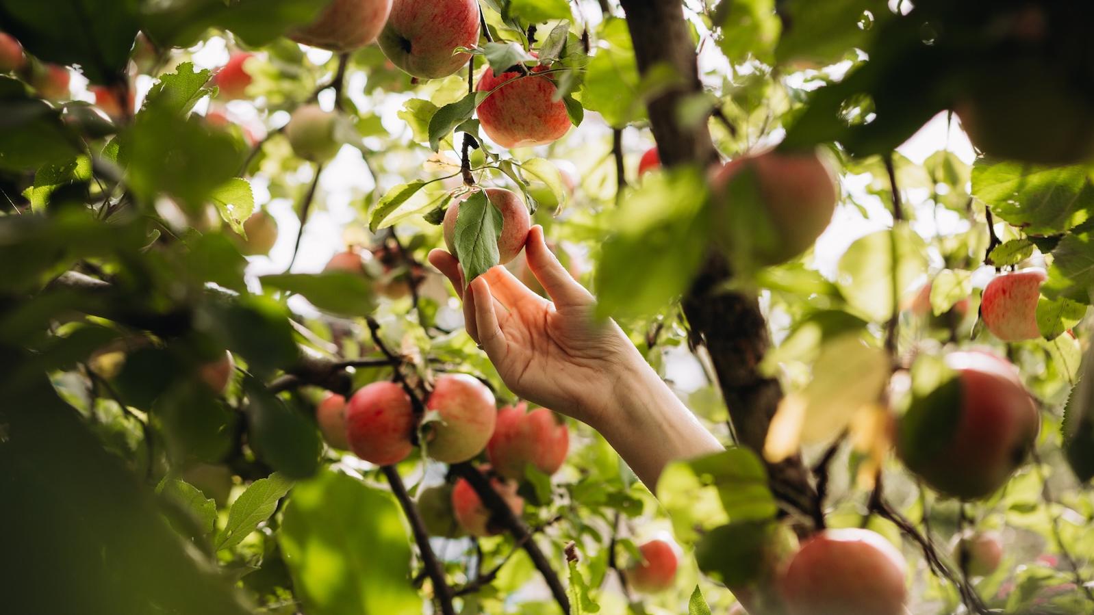 How Nature Nudges Us to Eat Better