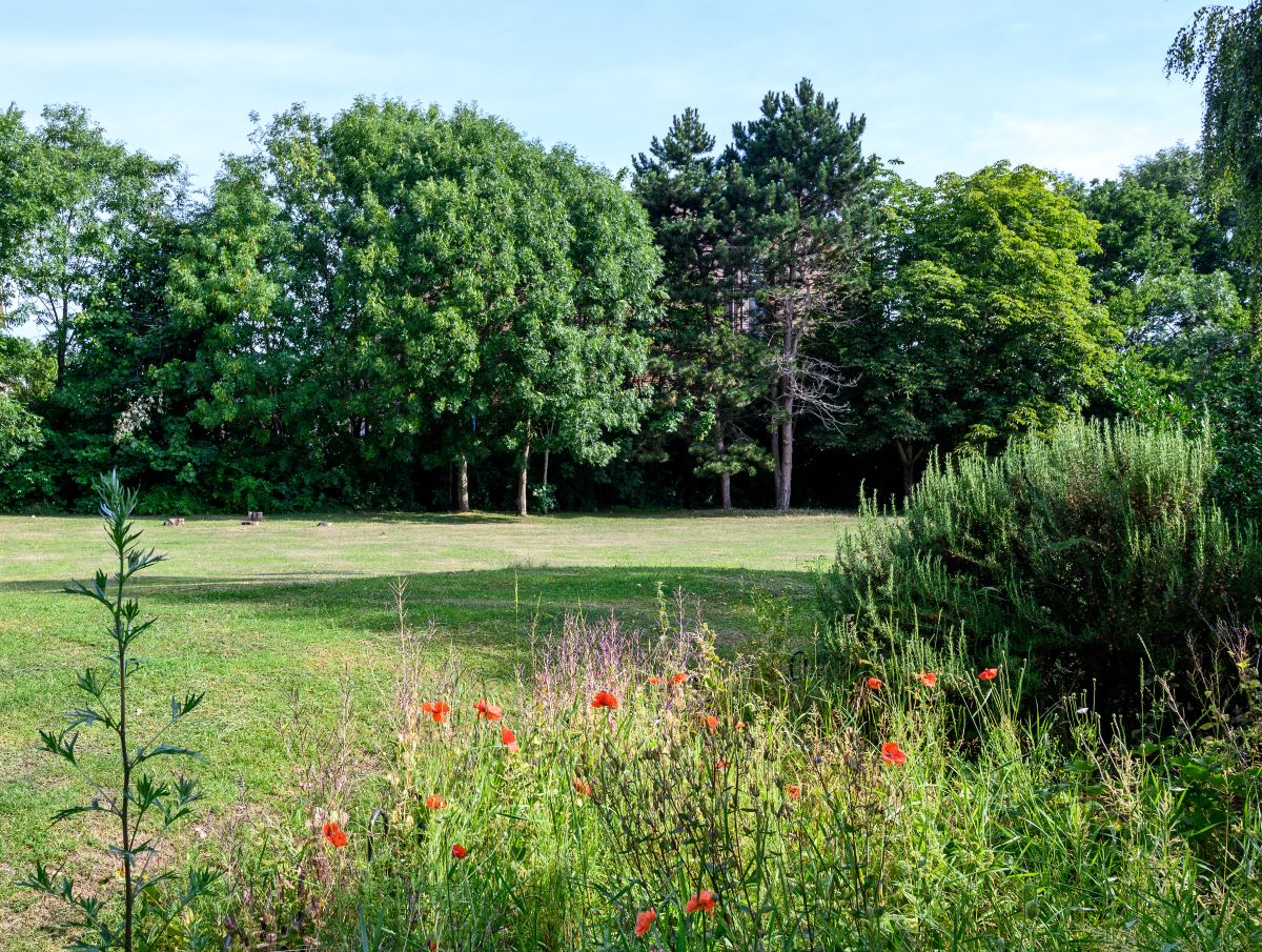 A green space surronded by trees in Bromley