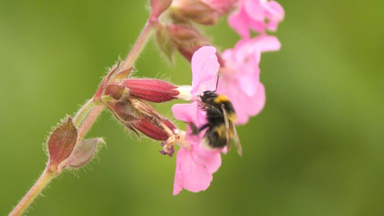 bees