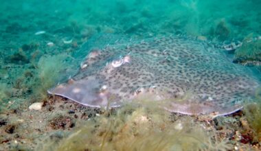 Endangered rays, sharks and native oysters 'could thrive' despite climate change, report claims | UK News