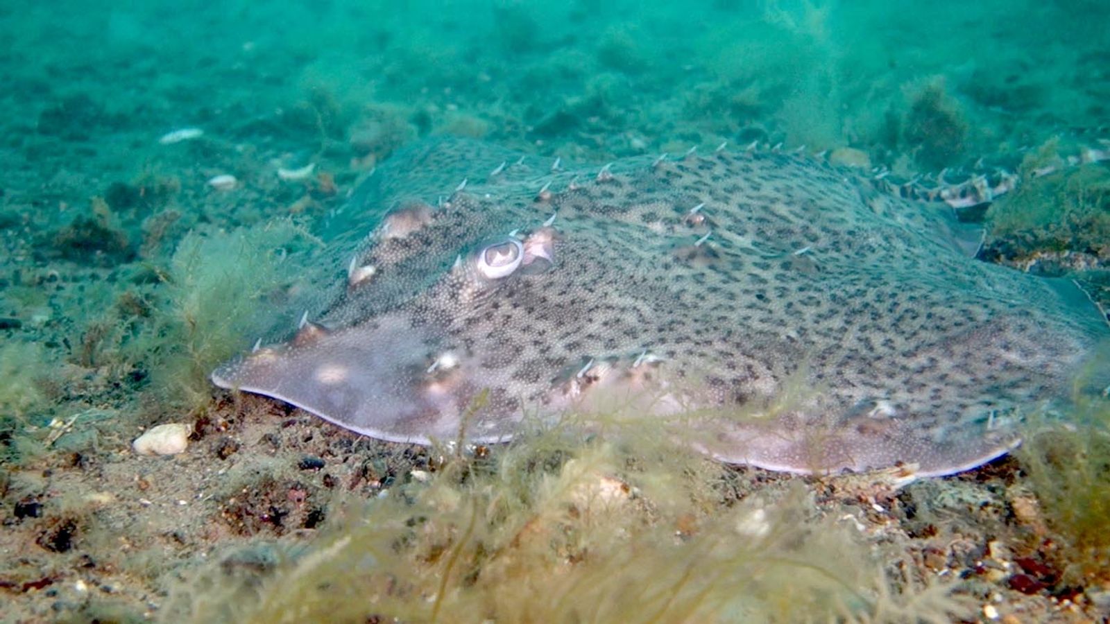 Endangered rays, sharks and native oysters 'could thrive' despite climate change, report claims | UK News