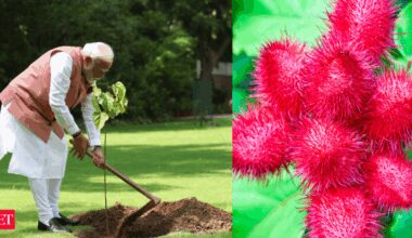 Medicinal and natural benefits - PM Modi plants sindoor tree at his Delhi residence: What is this plant and what are its benefits?