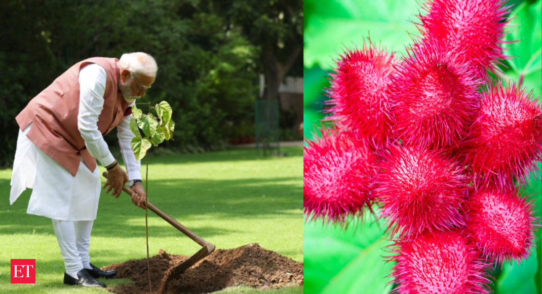 Medicinal and natural benefits - PM Modi plants sindoor tree at his Delhi residence: What is this plant and what are its benefits?