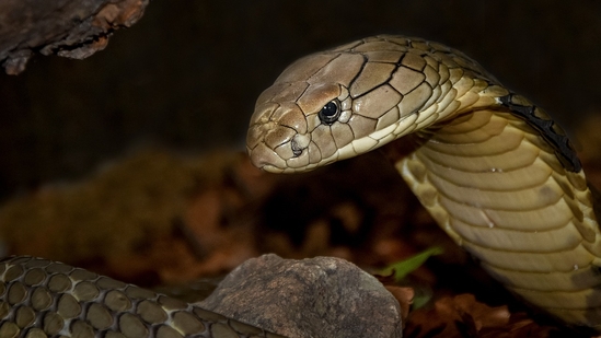 Ten venomous snakes, including nine king cobras, were discovered near Mount Everest.(Representational)