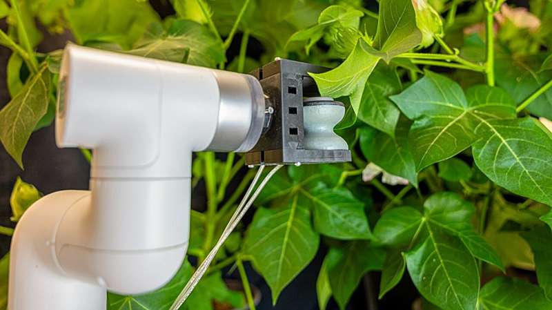 Soft robotic gripper injects leaves with precision | Cornell Chronicle