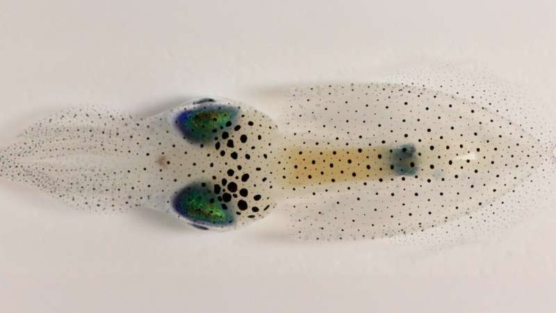 Squid study sparks interdisciplinary insight into the physics of growth