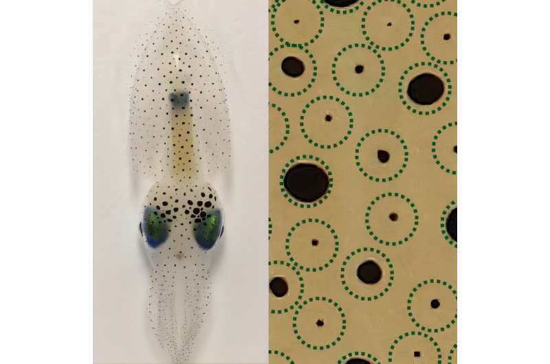 Squid study sparks interdisciplinary insight into the physics of growth