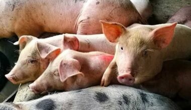 Maharlika Agro to Revive PH Swine Industry Post-ASF