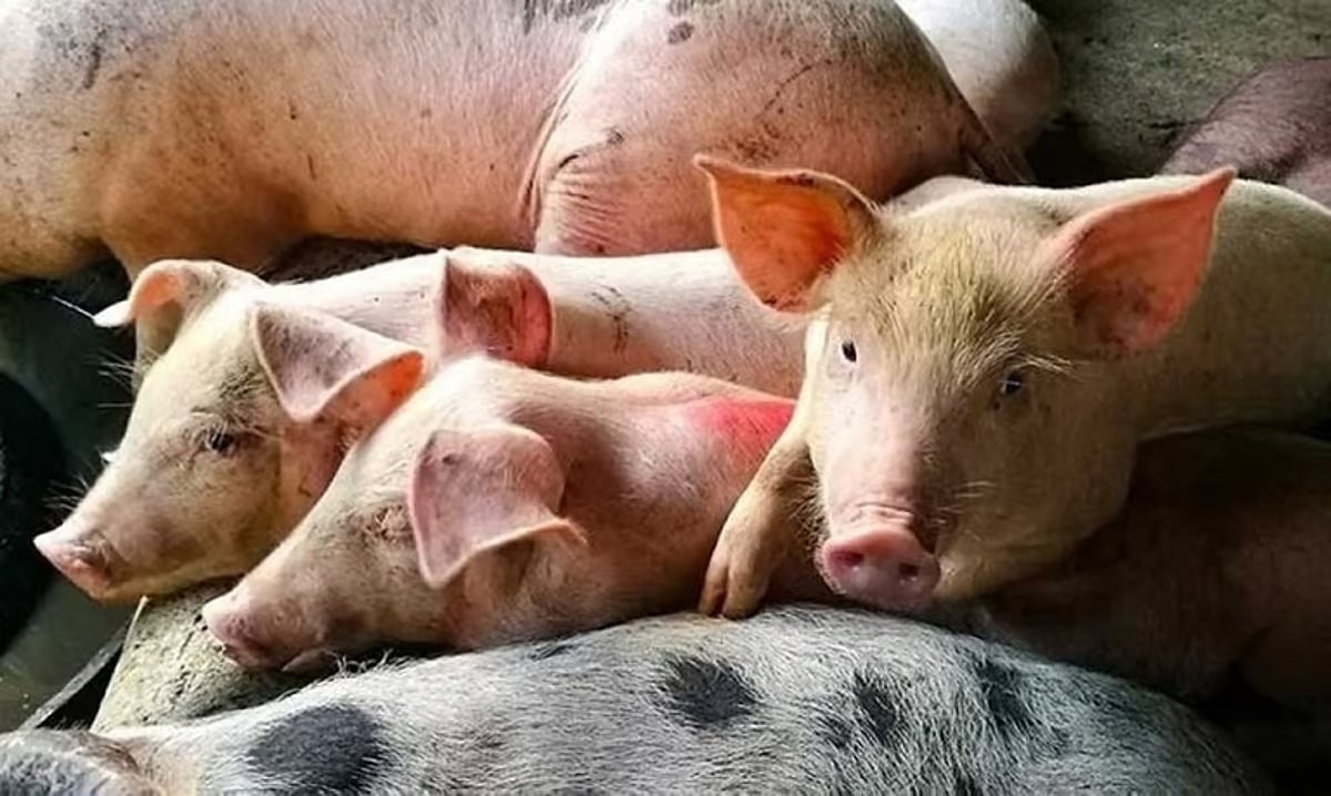 Maharlika Agro to Revive PH Swine Industry Post-ASF