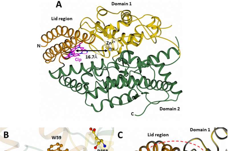 Surprising antibiotic discovery could pave way for new family of high blood pressure treatments