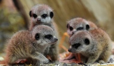 Meerkat pups welcomed at safari park