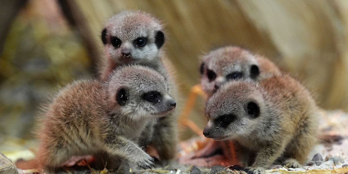 Meerkat pups welcomed at safari park