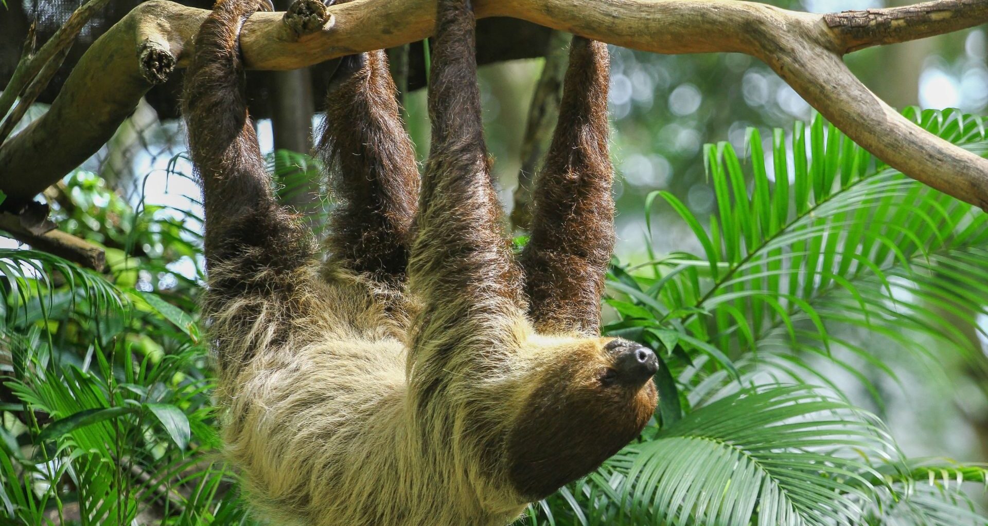 Three Toed Sloth Climbs