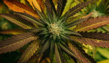 Cannabis Compound Could Protect Us From Deadly Fungal Disease : ScienceAlert