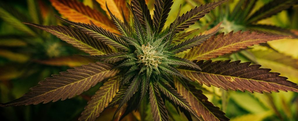 Cannabis Compound Could Protect Us From Deadly Fungal Disease : ScienceAlert