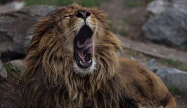 African lion rescued after abuse video circulates on TikTok