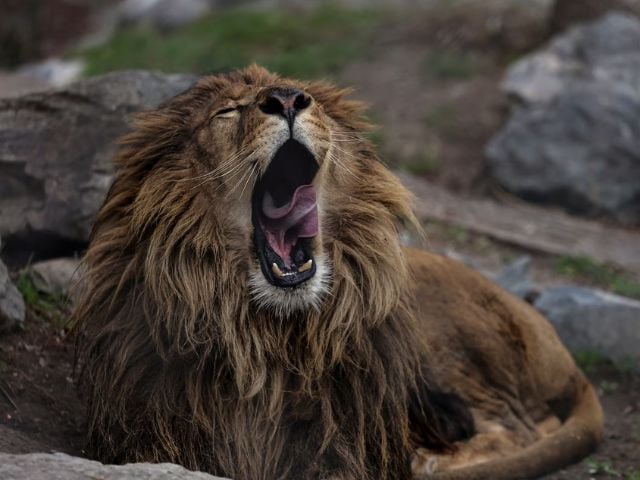 African lion rescued after abuse video circulates on TikTok