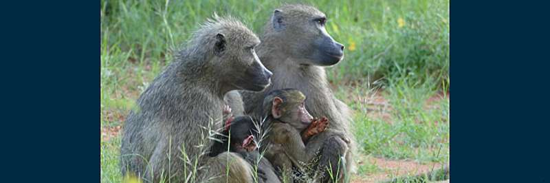Understanding the impact of human persecution on baboons