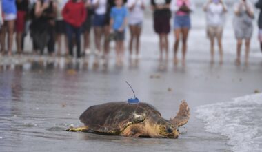 Sea turtle Dilly Dally released into the ocean with three flippers after undergoing amputation : NPR