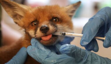 When a fox says ‘help’ in London, there’s often an ambulance on its way