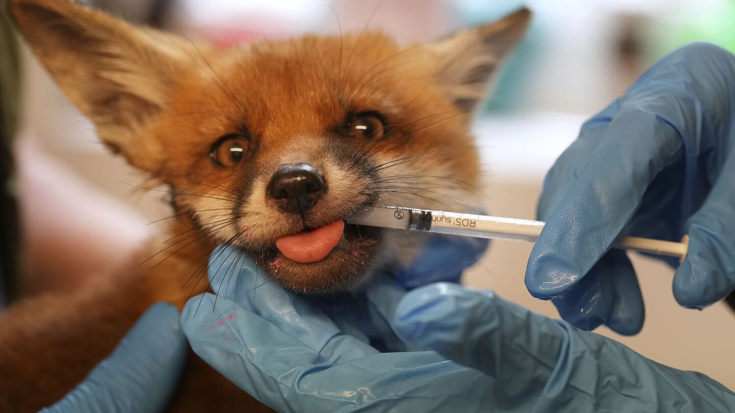 When a fox says ‘help’ in London, there’s often an ambulance on its way